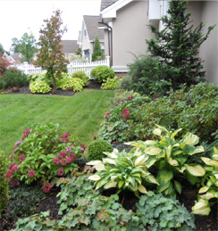 photograph of a garden